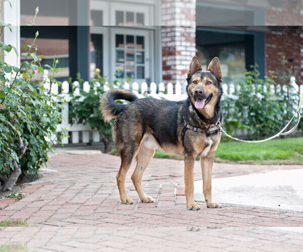 Medium Photo #5 German Shepherd Dog-Unknown Mix Puppy For Sale in San Jose, CA, USA