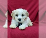 Small Photo #6 Cavachon Puppy For Sale in AIRVILLE, PA, USA