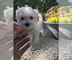 Small Photo #3 Maltese Puppy For Sale in OCALA, FL, USA