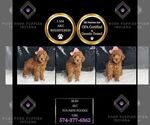 Puppy Ruby AKC Poodle (Toy)