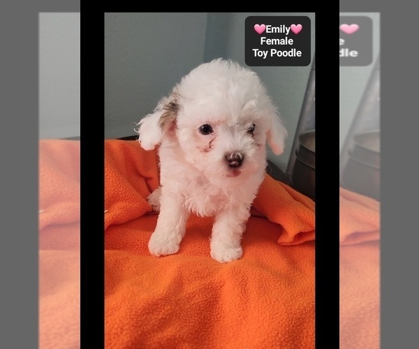 Medium Photo #4 Poodle (Toy) Puppy For Sale in TUCSON, AZ, USA
