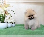 Puppy 1 Pomeranian