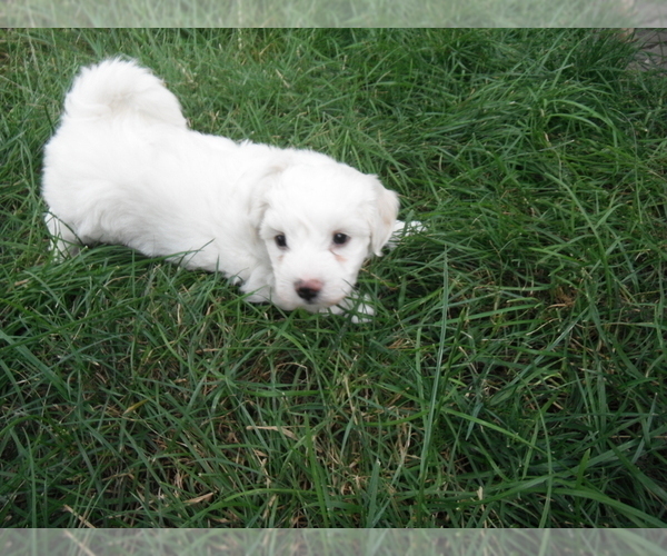 Medium Photo #1 Coton de Tulear Puppy For Sale in COLUMBIA, MO, USA