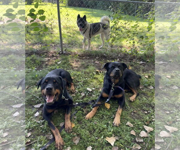 Medium Photo #19 Akita-Unknown Mix Puppy For Sale in Princeton, MN, USA