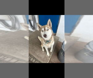 Siberian Husky Dogs for adoption in San Diego, CA, USA
