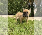 Small #1 French Bulldog
