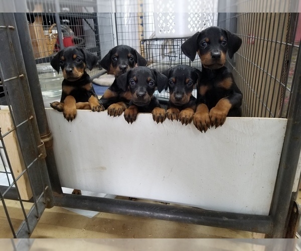 Medium Photo #1 Doberman Pinscher Puppy For Sale in SMITHVILLE, TX, USA