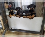 Small Photo #1 Doberman Pinscher Puppy For Sale in SMITHVILLE, TX, USA