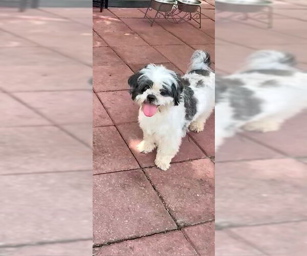 Medium Photo #4 Shih Tzu Puppy For Sale in Weston, FL, USA