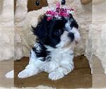 Small #34 Yorkshire Terrier