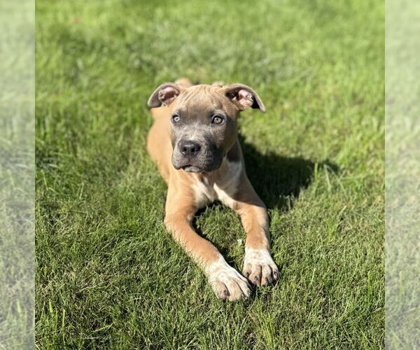 Medium Photo #2 American Pit Bull Terrier-Unknown Mix Puppy For Sale in Minneapolis, MN, USA