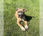 Small #1 American Pit Bull Terrier Mix