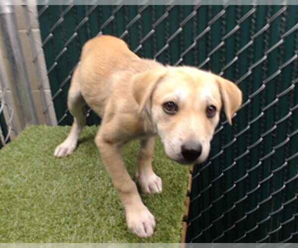 Medium Photo #1 German Shepherd Dog-Unknown Mix Puppy For Sale in Downey, CA, USA