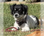 Small Colonial Cocker Spaniel Mix