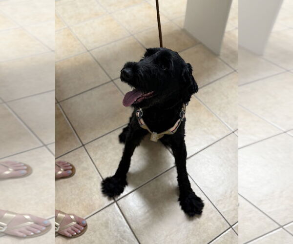 Medium Photo #2 Mutt Puppy For Sale in Valrico, FL, USA
