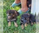 Small Photo #3 German Shepherd Dog Puppy For Sale in SAINT LOUIS, MO, USA
