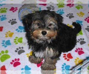 Havashire Puppy for sale in ORO VALLEY, AZ, USA