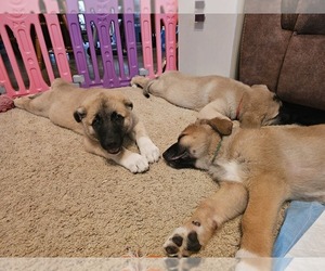 German Shepherd Dog-Great Pyrenees Mix Litter for sale in CAIRO, MO, USA