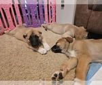 Small German Shepherd Dog-Great Pyrenees Mix