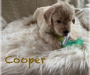 Goldendoodle Puppy for Sale in MOUNT LOOKOUT, West Virginia USA