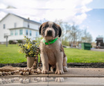 Puppy Vulcan Saint Bernard