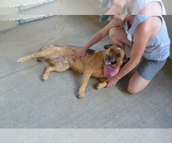 Medium Photo #2 Mastiff-Unknown Mix Puppy For Sale in McKinney, TX, USA