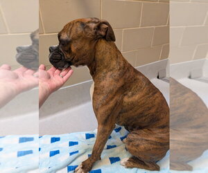 Santos - Male Boxer Dog for Adoption - Photo #2