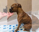 Small Photo #2 Boxer Puppy For Sale in Austin, TX, USA