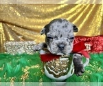 Small Photo #17 French Bulldog Puppy For Sale in HAYWARD, CA, USA