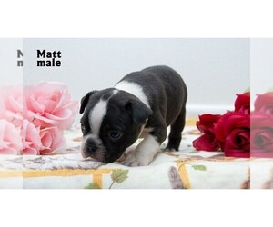 Boston Terrier Puppy for sale in HOT SPRINGS, SD, USA