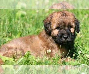 Mastiff-Poodle (Standard) Mix Puppy for sale in MOUNT VERNON, IL, USA