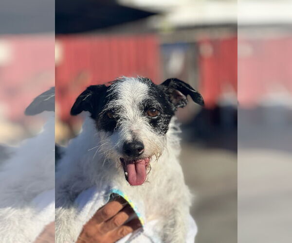 Medium Photo #3 Jack-A-Bee Puppy For Sale in Dana Point, CA, USA