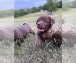 Small Photo #6 Labrador Retriever Puppy For Sale in BRIDGEWATER, VA, USA