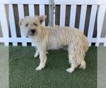 Small Cairn Terrier Mix