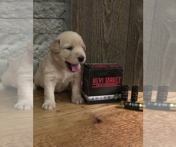Medium Photo #2 Labradoodle Puppy For Sale in ROBERTA, GA, USA