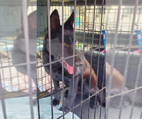 Medium Photo #5 German Shepherd Dog Puppy For Sale in Winston Salem, NC, USA