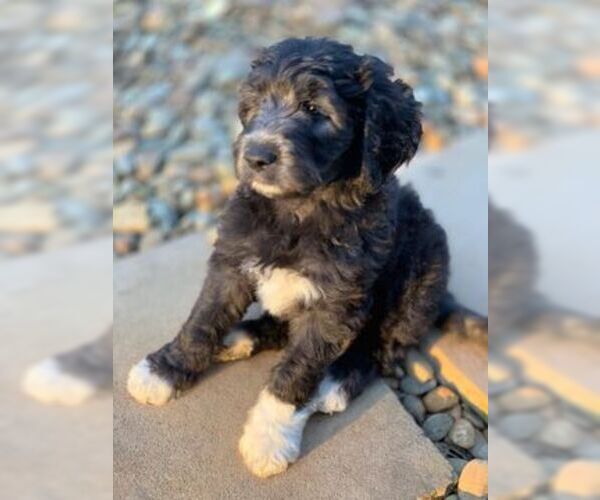 Medium Photo #6 Goldendoodle Puppy For Sale in VONORE, TN, USA
