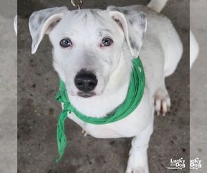 Labrador Retriever-Unknown Mix Dogs for adoption in Washington, DC, USA