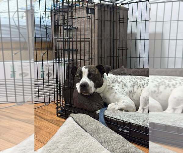 Medium Photo #8 Staffordshire Bull Terrier-Unknown Mix Puppy For Sale in Brewster, NY, USA