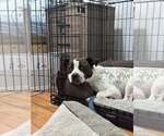 Small #7 Staffordshire Bull Terrier Mix