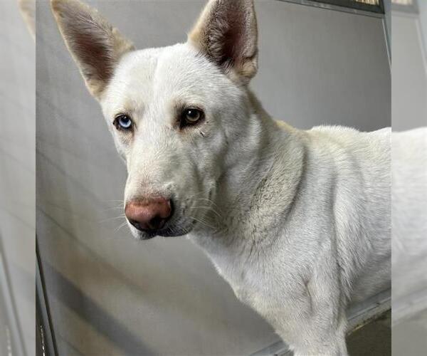 Medium Photo #1 Siberian Husky-Unknown Mix Puppy For Sale in San Antonio, TX, USA