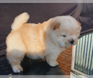 Chow Chow Puppy for sale in GILROY, CA, USA