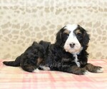 Small #1 Miniature Bernedoodle