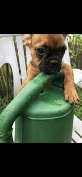 Medium Photo #1 French Bulldog Puppy For Sale in MUNDELEIN, IL, USA