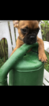 Small Photo #1 French Bulldog Puppy For Sale in MUNDELEIN, IL, USA