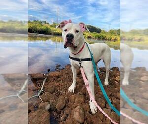 Dogo Argentino Dogs for adoption in Dedham, MA, USA