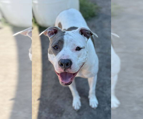 Medium Photo #1 American Pit Bull Terrier-Unknown Mix Puppy For Sale in Virginia Beach, VA, USA