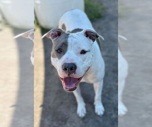 American Pit Bull Terrier-Unknown Mix Dogs for adoption in Virginia Beach, VA, USA