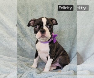 Boston Terrier Puppy for sale in MINERAL WELLS, WV, USA