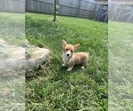 Small Photo #1 Pembroke Welsh Corgi Puppy For Sale in BEECH GROVE, IN, USA